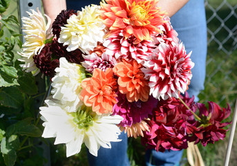 Unrecognizable woman holding bouquet of freshly picked dahlia flowers from garden