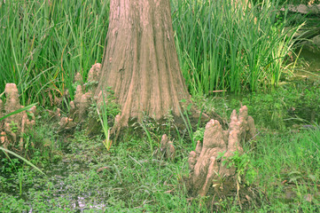 Green forest, Tarf, Algeria, Africa