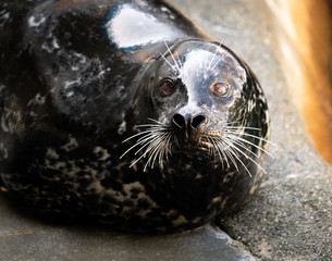 Wet, Shiny Seal Shows off Whiskers Sea Lion