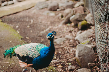 Fototapeta premium Pavo real viedno hacia la camara
