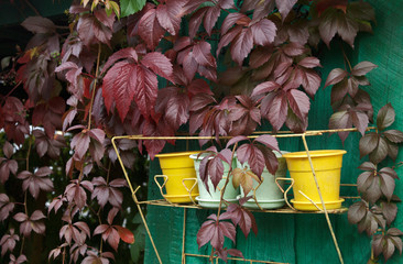Yellow flower pots on the wall entwined with a purple Climbing plant. Background.