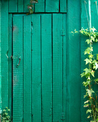 Wooden door in aquamarine color. climbing plant. Background. Texture.