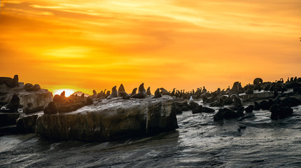Sunrise at Seal Island. South African (Cape) fur seals  (Arctocephalus pusillus pusillus), Colony of cape fur seals. False Bay, Western Cape, South Africa, Africa.