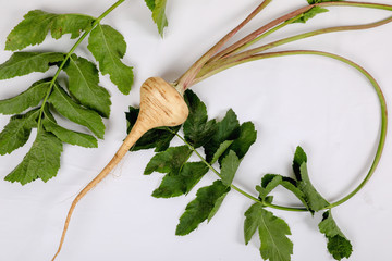 PARSNIP, FRESH with leaves only from the garden, on a white background .