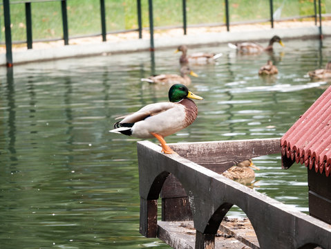 pato anade real macho subido en la caseta