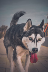 portrait of siberian husky dog