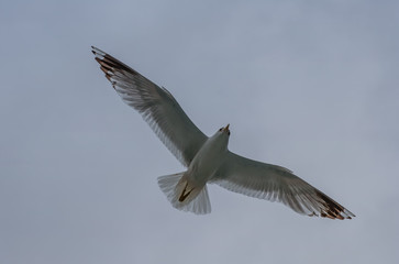 The bird flying in the cloudy sky. Geirangerfjord, Norway, july 2019