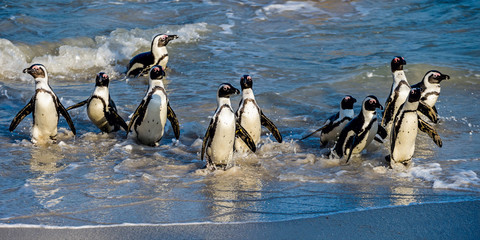 African penguins walk out of the ocean to the sandy beach. African penguin also known as the jackass penguin, black-footed penguin. Scientific name: Spheniscus demersus. Boulders colony. South Africa