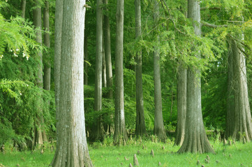 Green forest, Tarf, Algeria, Africa