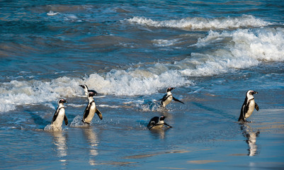 Naklejka premium African penguins walk out of the ocean to the sandy beach. African penguin also known as the jackass penguin, black-footed penguin. Scientific name: Spheniscus demersus. Boulders colony. South Africa