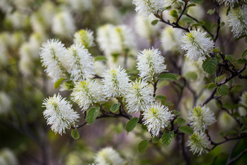 spring flowering tree capitol hill washington dc usa