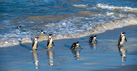 African penguins walk out of the ocean to the sandy beach. African penguin also known as the jackass penguin, black-footed penguin. Scientific name: Spheniscus demersus. Boulders colony. South Africa