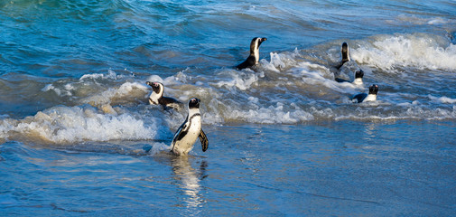 Fototapeta premium African penguins walk out of the ocean to the sandy beach. African penguin also known as the jackass penguin, black-footed penguin. Scientific name: Spheniscus demersus. Boulders colony. South Africa