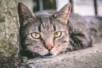 A grey cat lying and resting on the wall