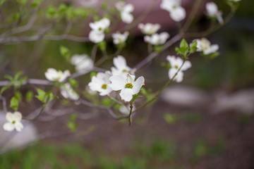 flowering dogwood tree capitol hill washington dc usa