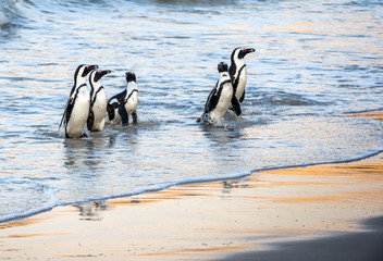 Naklejka premium African penguins walk out of the ocean to the sandy beach. African penguin also known as the jackass penguin, black-footed penguin. Scientific name: Spheniscus demersus. Boulders colony. South Africa