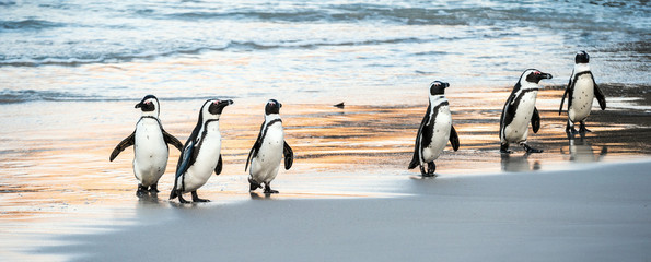 African penguins walk out of the ocean to the sandy beach. African penguin also known as the jackass penguin, black-footed penguin. Scientific name: Spheniscus demersus. Boulders colony. South Africa © Uryadnikov Sergey