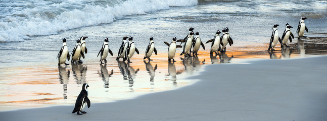 African penguins walk out of the ocean to the sandy beach. African penguin also known as the jackass penguin, black-footed penguin. Scientific name: Spheniscus demersus. Boulders colony. South Africa © Uryadnikov Sergey