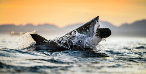 jumping Great White Shark. Red sky of sunrise. Great White Shark breaching in attack. Scientific...