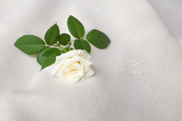 Flower of a white rose in a white background