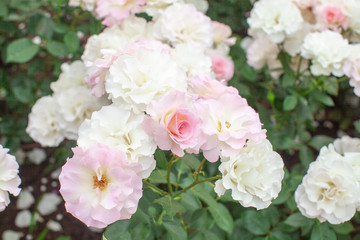 淡いピンク色のバラの花