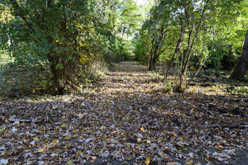 Collection of Beautiful Colorful Autumn Leaves