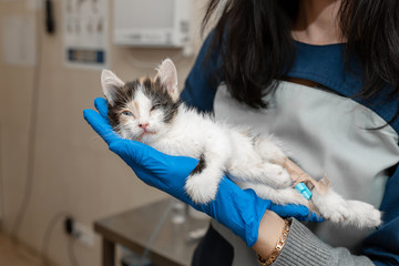 Female veterinarian hold in hand illness kitten.