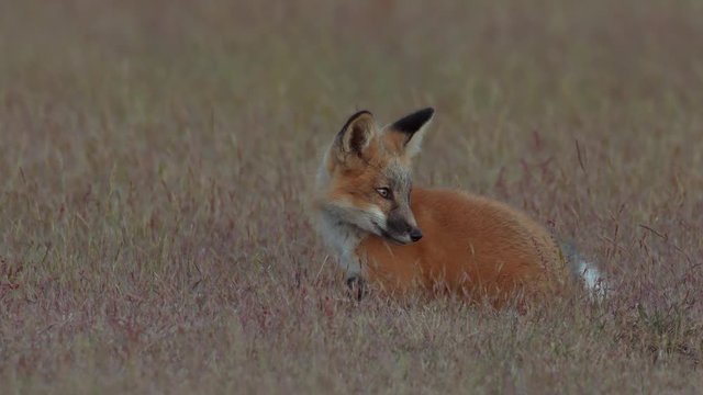 4K Young Red Fox on the Prairie Near Dusk