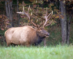Large bull elk with forest background