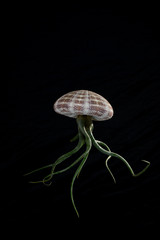 Isolate tillandsia in shell like jellyfish