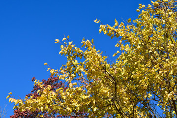 Color  leaves of cotinus coggygria and apricot