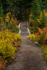 Staircase on Wide Dirt Trail Through Forest