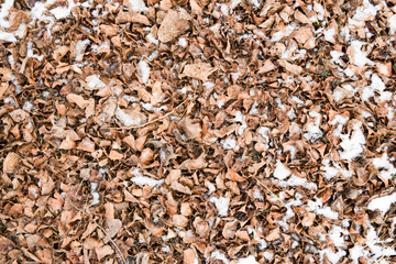 Dry fallen leaves on the ground. Slightly covered with snow leaves. Background of leaves, texture