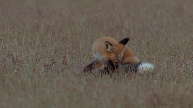 4K Young Red Fox on the Prairie Near Dusk