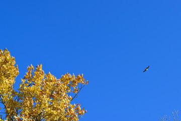 Fraxinus excelsior and tea against the blue sky