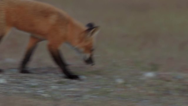 4K Young Red Fox with Black Fox Mother on the Prairie Near Dusk