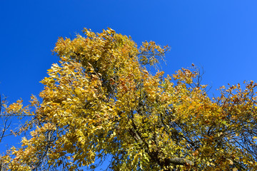 Fraxinus excelsior with the turned yellow leaves