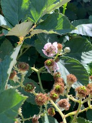 Black Berry Flower