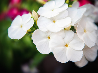 Close-up photo of a bunch of white flowers on a blurred green background
