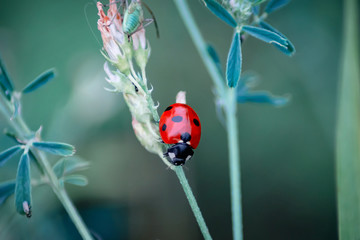 Ladybug crawling among grass and other insects