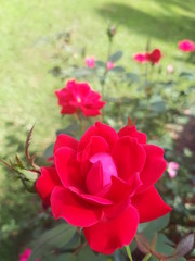 red roses in the garden