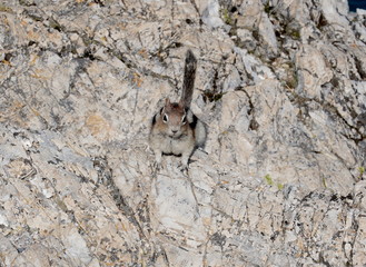 Chipmunk on rock