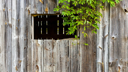 background photo of a rustic bar wall with a rough cut window and ivy