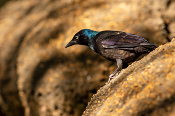 a commo grackle perched on a rock