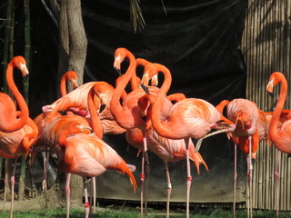 Fototapeta premium Flock of flamingos