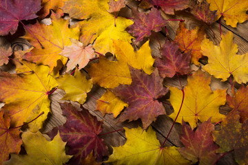 Naklejka na ściany i meble Rustic table with fall maple leaves