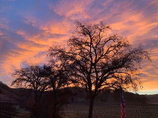 Sunrise behind the Oak