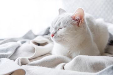 White Cat Naps On Windowsill