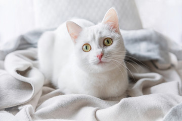 Fototapeta na wymiar White Cat Laying On Windowsill