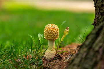 Amanita muscaria ,large mushroom, known as the fly agaric,It is found most commonly in northeastern North America.